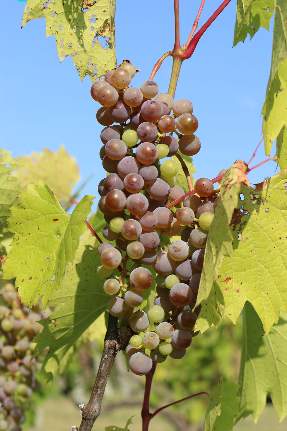 Harvest Season in the Vineyard: A Toast to Our Friends at The Purple Foot