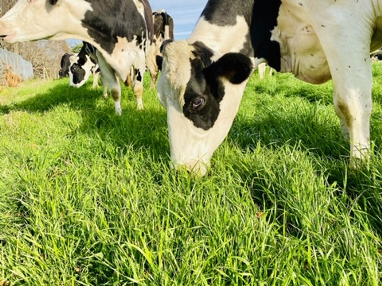 Happy Cow Creamery, Inc.