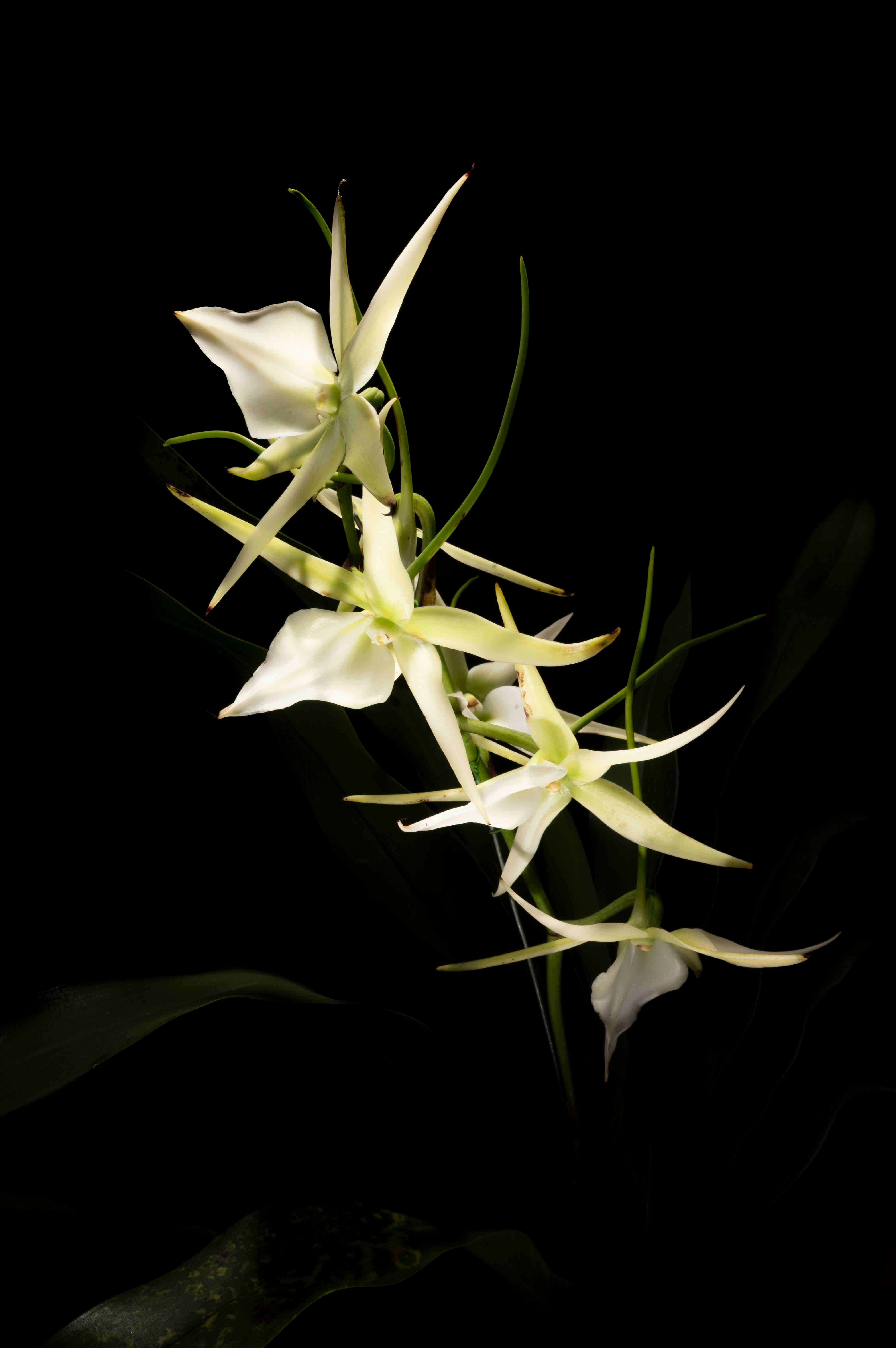 Brassavola orchid