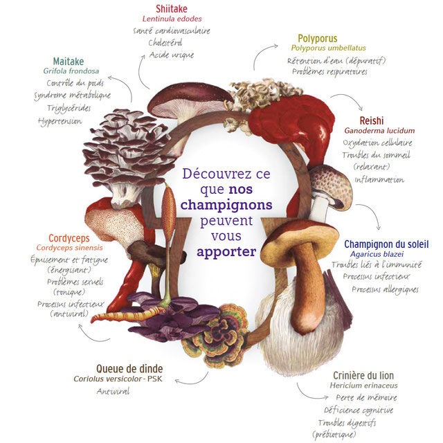 Mycothérapie : les supers pouvoirs méconnus des champignons