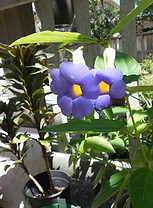 DSCN2719Mercer Blue Thunbergia.JPG