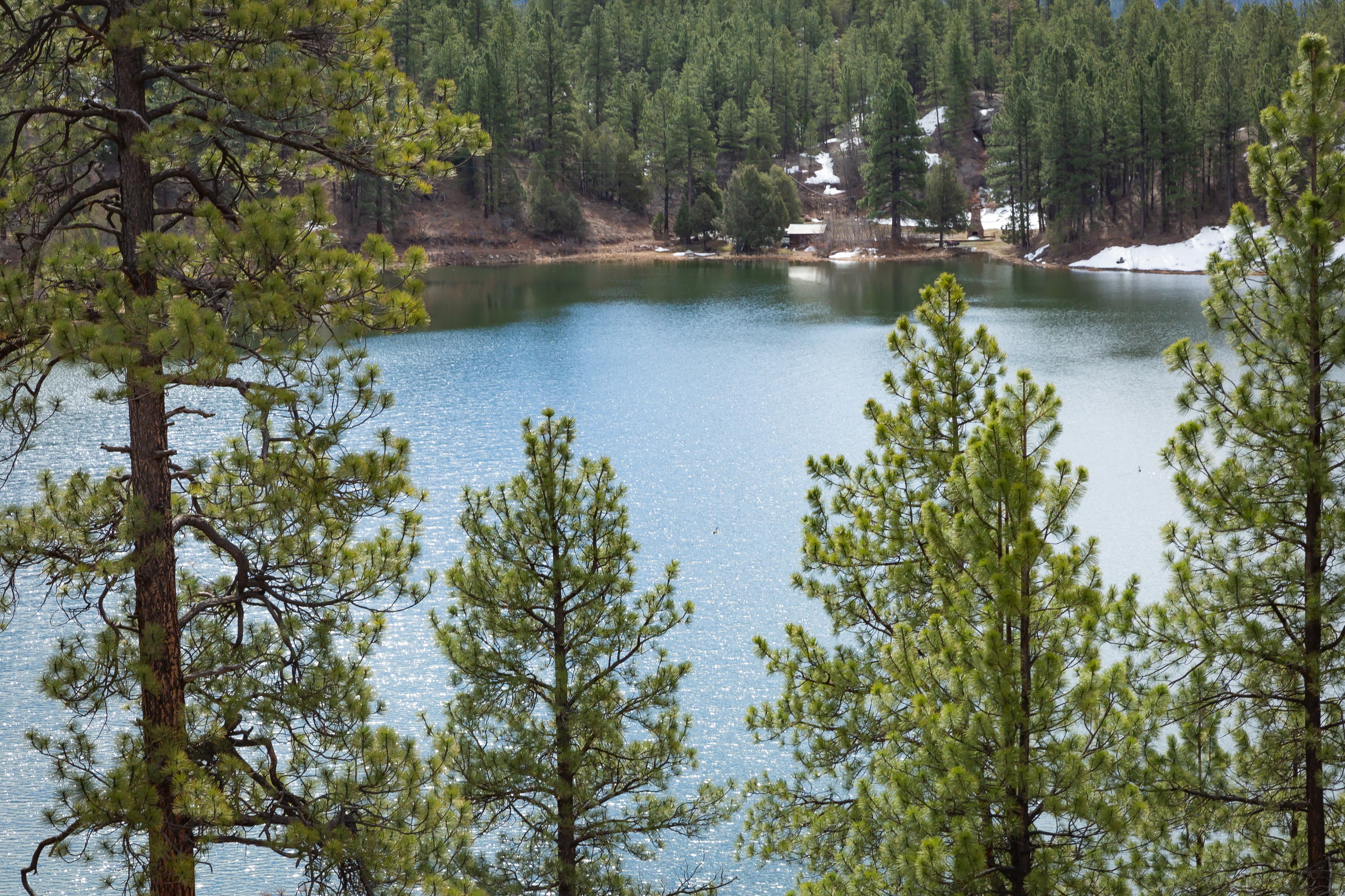 water and Pine