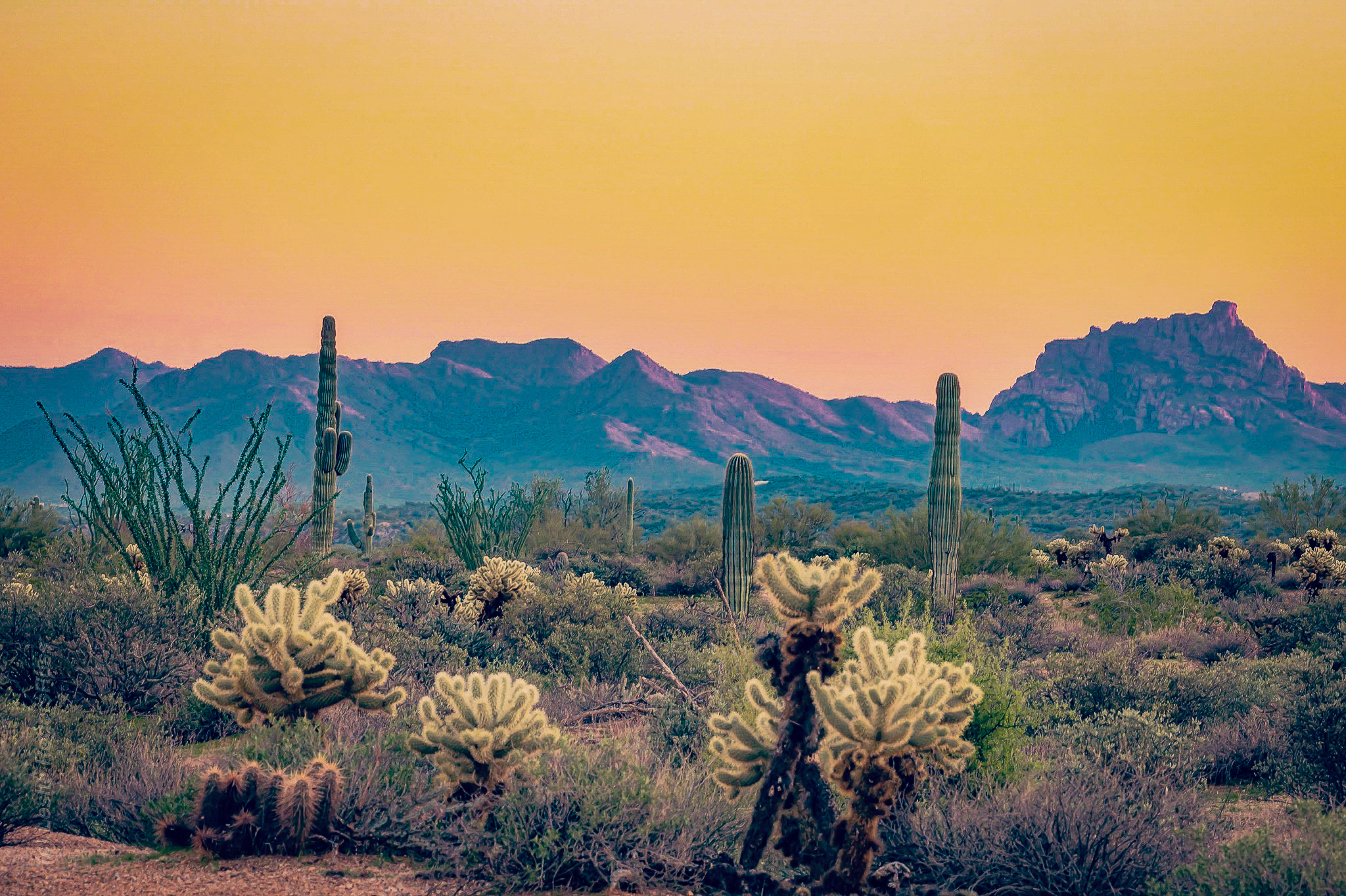 Desert Sun Set