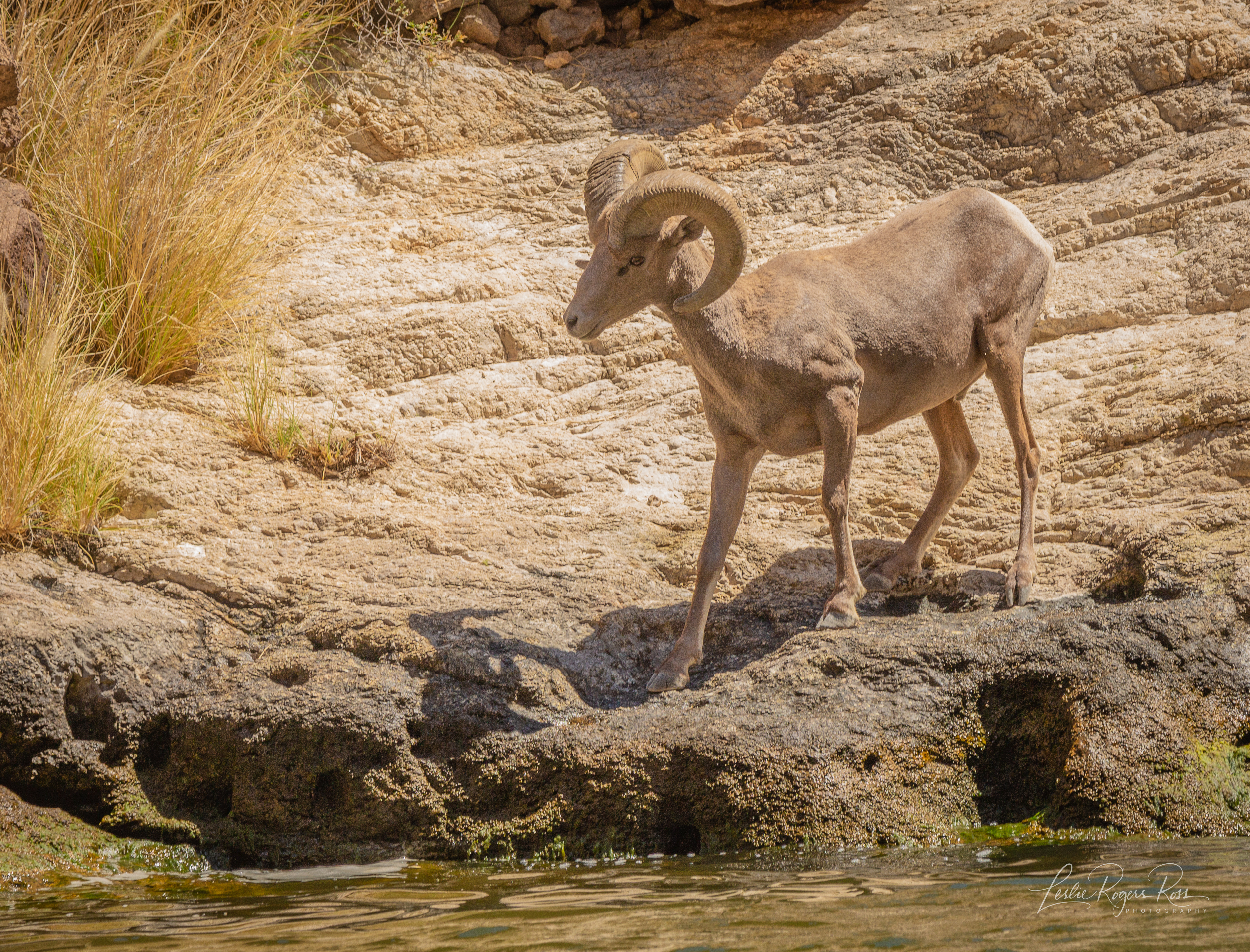 Arizona Big Horn Sheep
