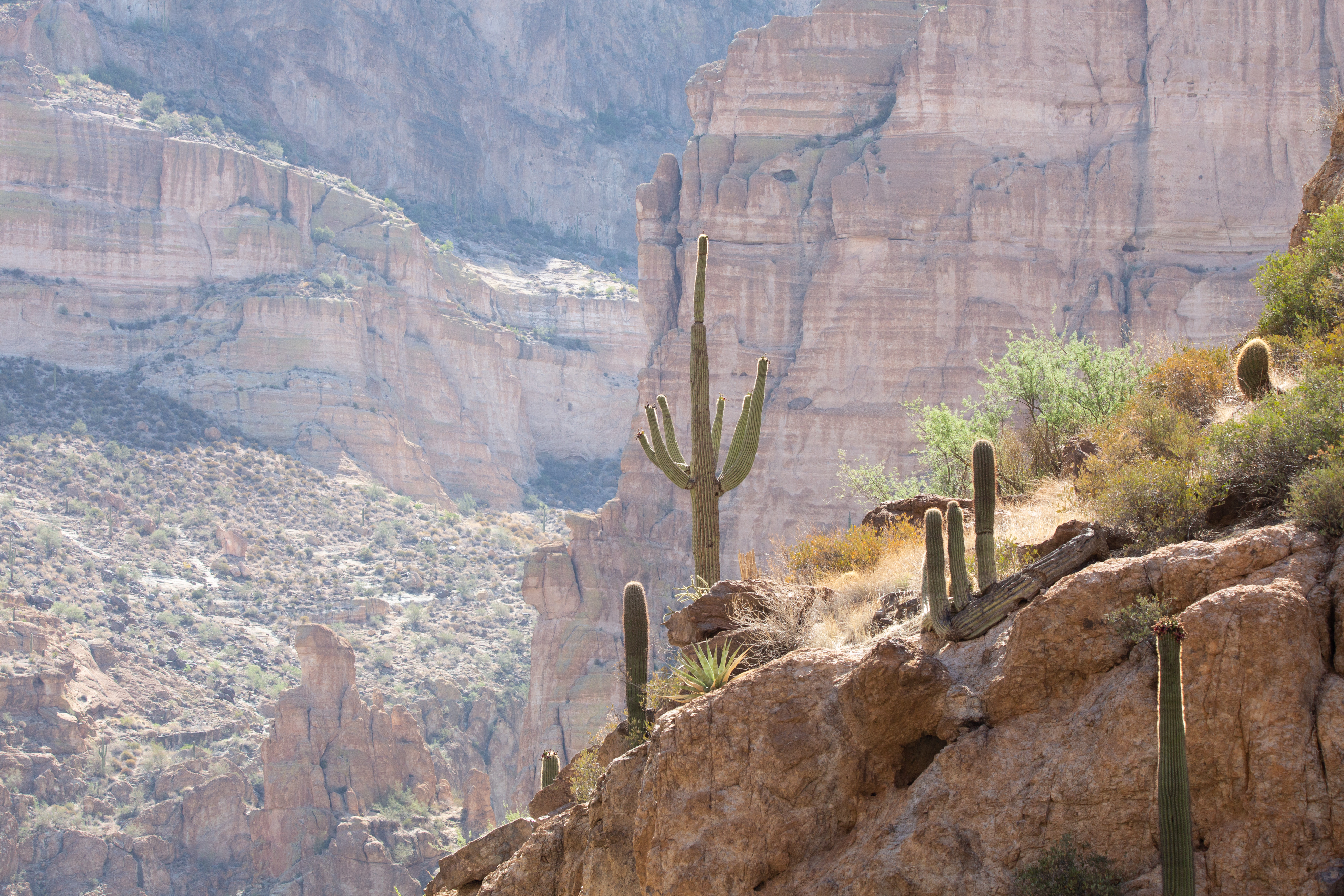 Cactus and Rock