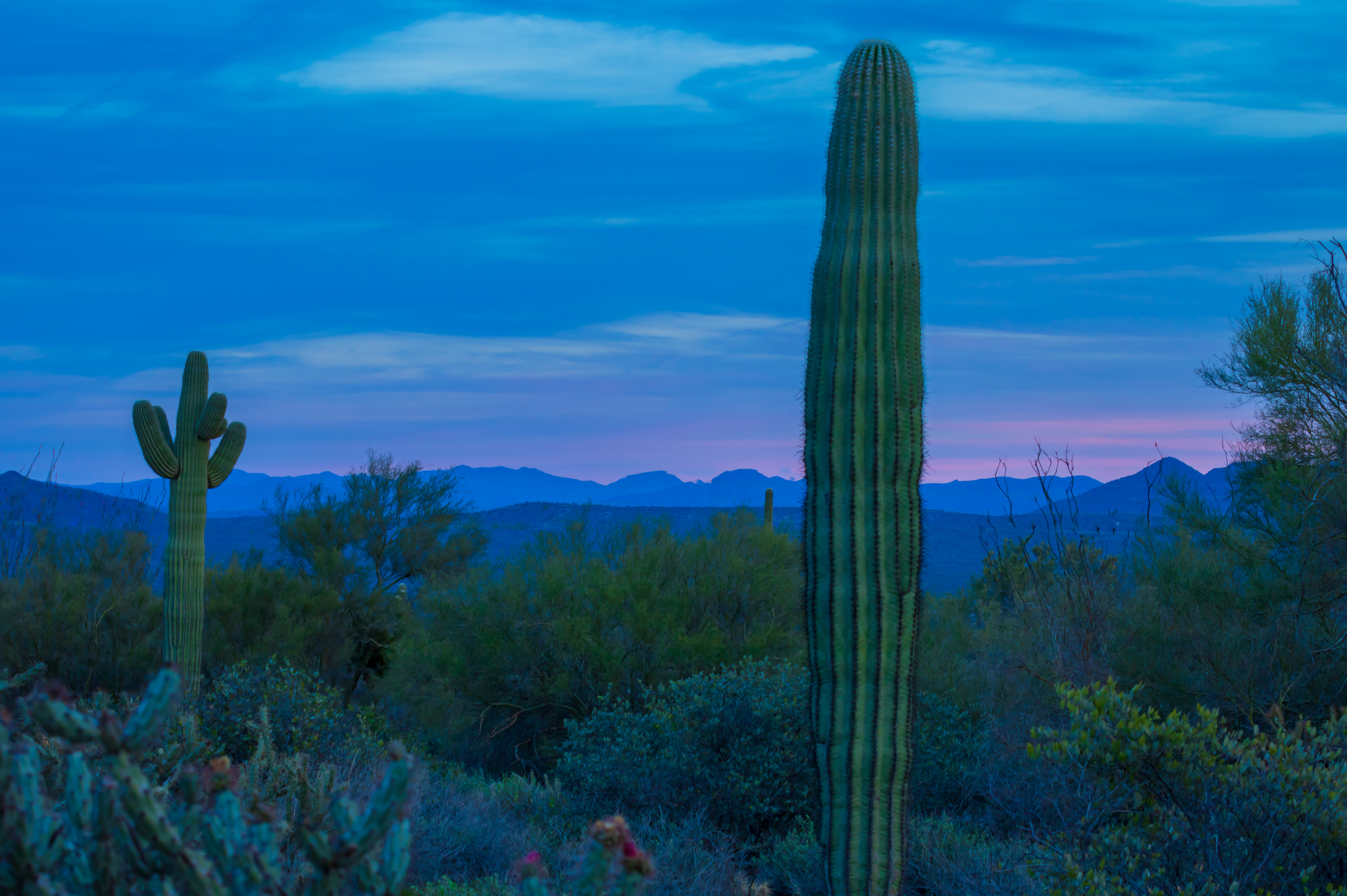 Desert Dusk