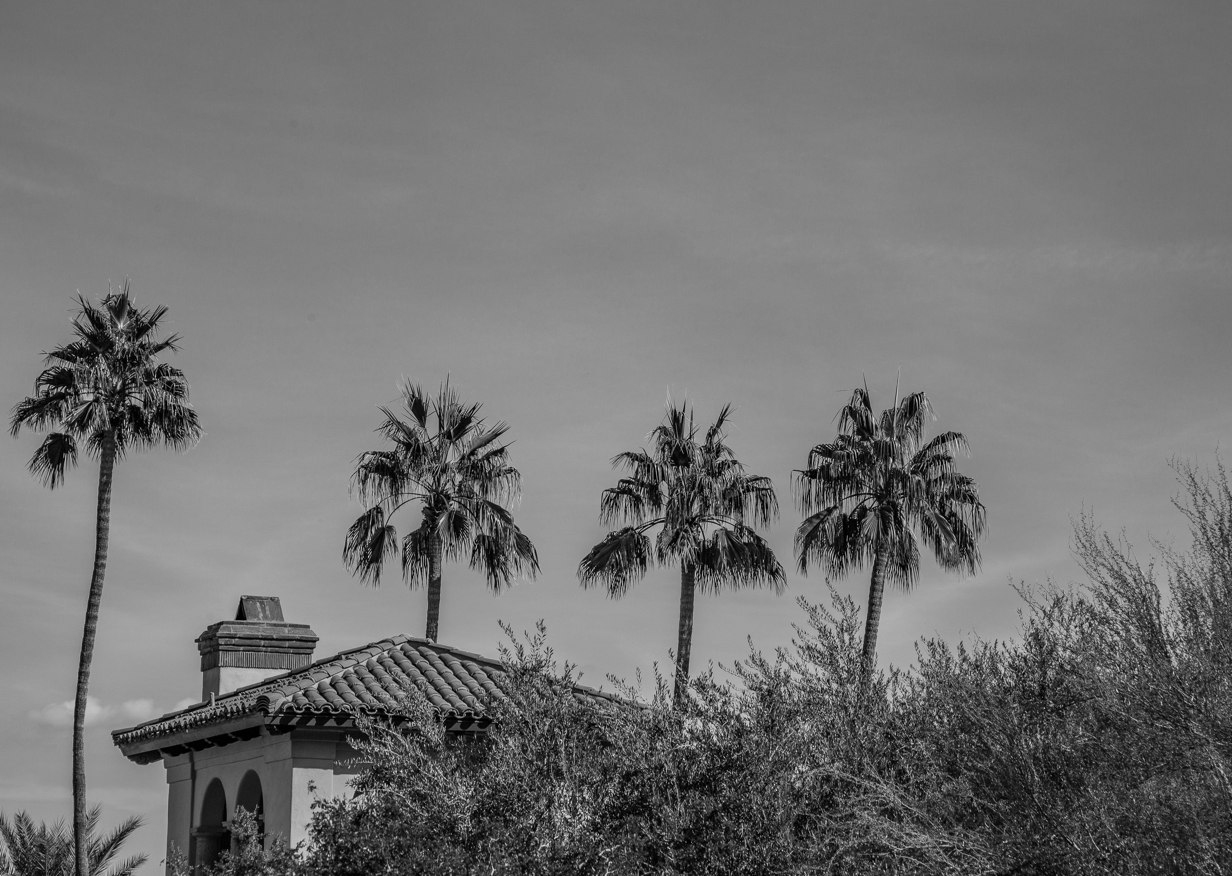 Three Palms