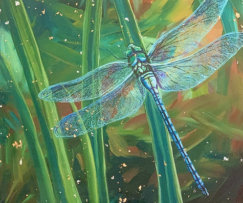 Dragon fly in the grass.jpg