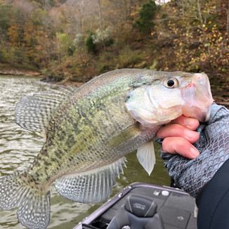 White Crappie