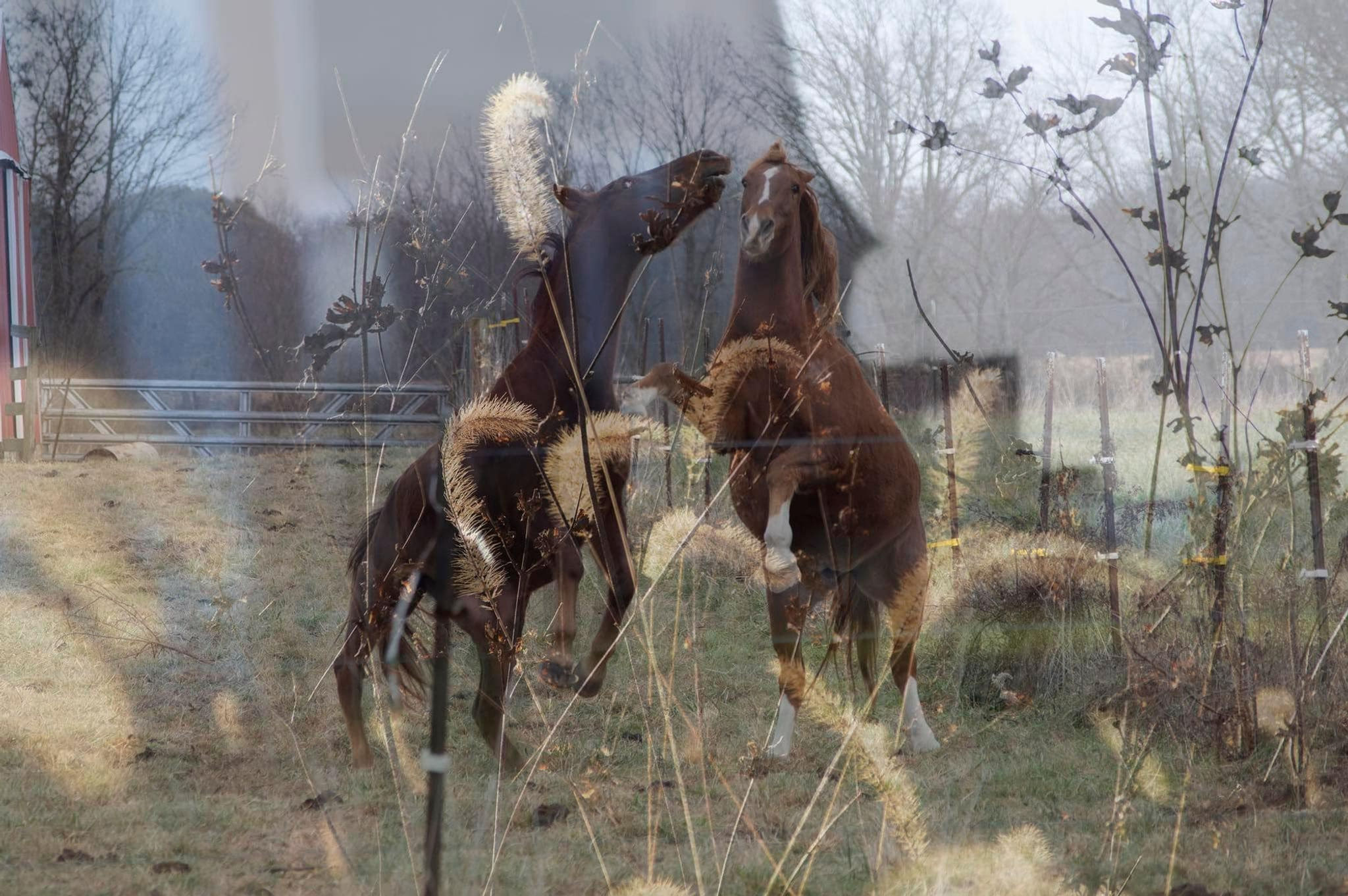 Country Vibes, Print