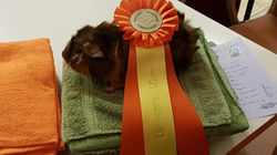 Duettens Kaffe Karlsson