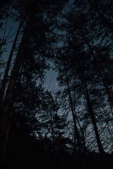 foret nuit.jpg