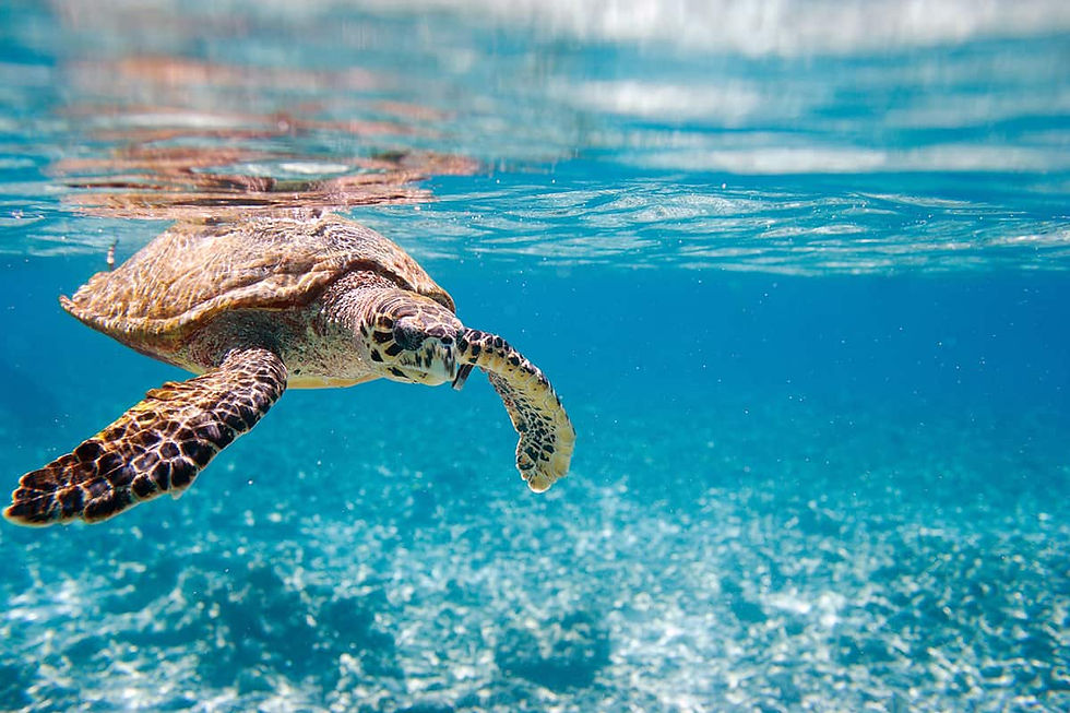 Sea turtle swims through plastic waste, echoing Seaspiracy’s Netflixation call to expose overfishing and ocean pollution.