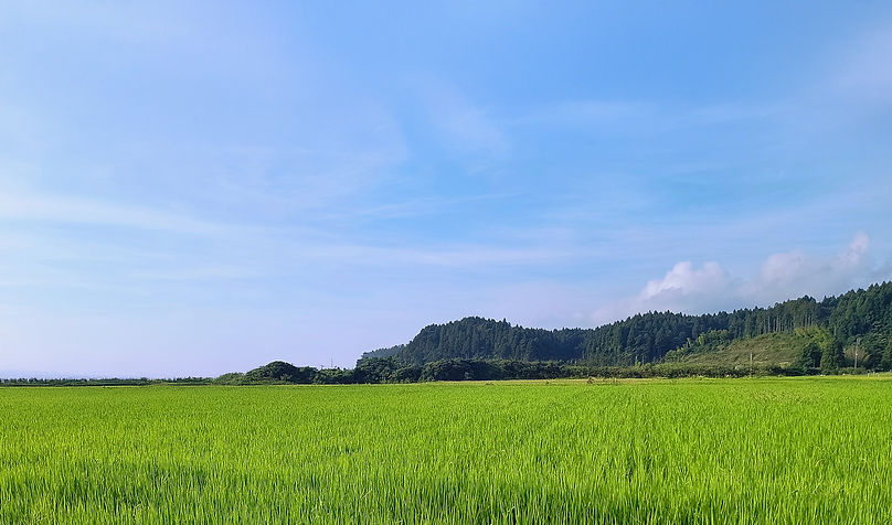すえひろお米収穫風景