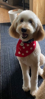 rooster from palmer and majesty.jpg