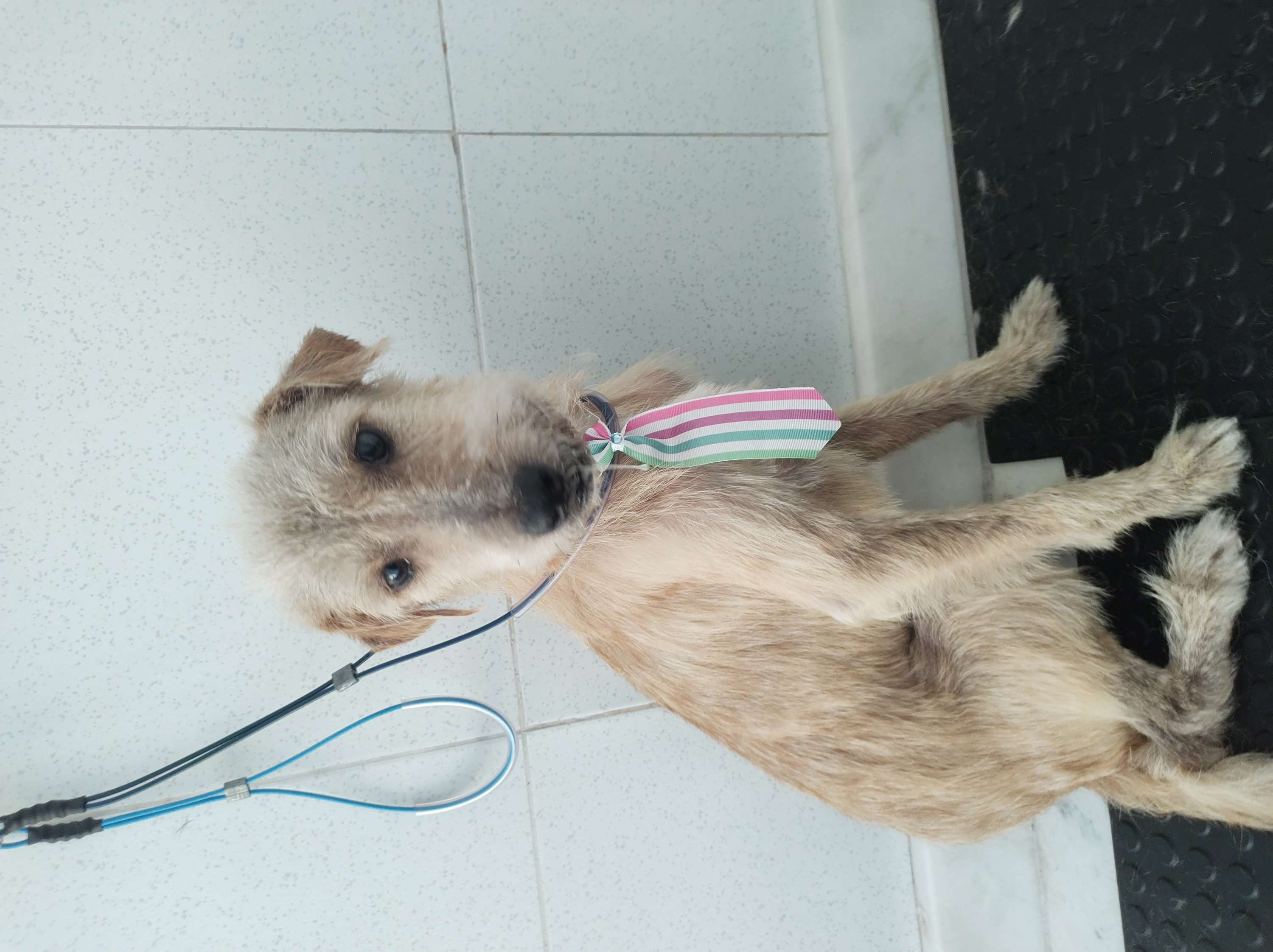 tosa e banho simples 