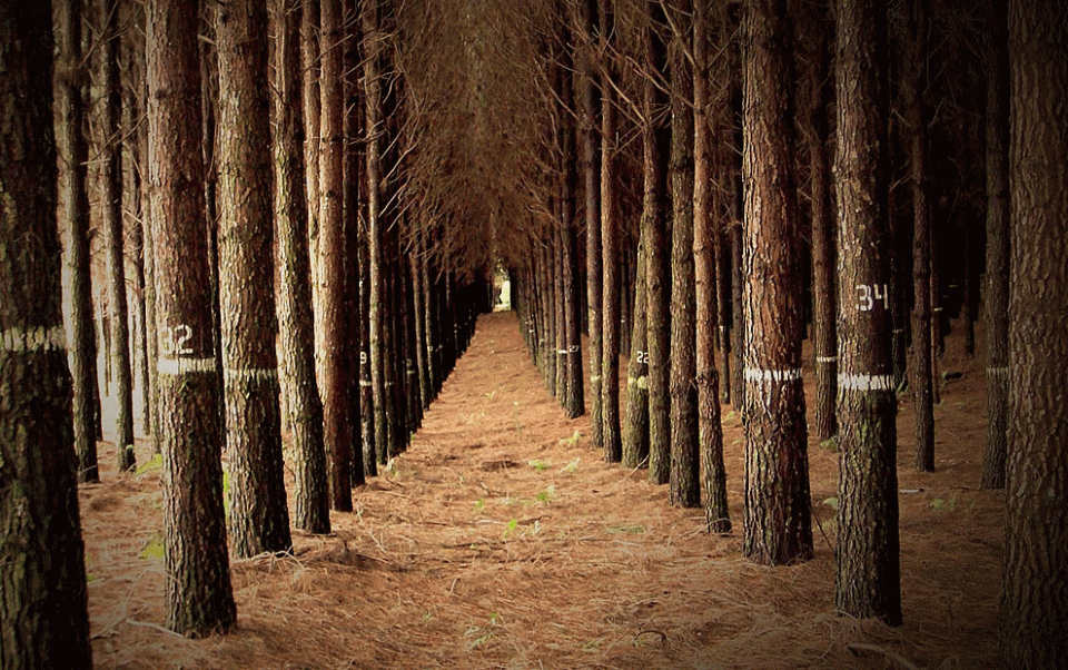 Pine Plantation (01)