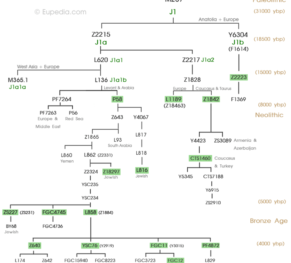 Phylogenetic tree of haplogroup J1 (Y-DNA) - Eupedia