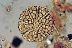 A microscopic image of basil pollen, found at a third-century ruin in Nara prefecture, central Japan. Research Center for Makimukugaku Sakurai City