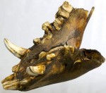 Lower jaw of a long-legged black boar