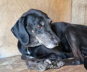 rhodos-pfoten-partner-Bild folgt.jpg