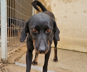 rhodos-pfoten-partner-Bild folgt.jpg