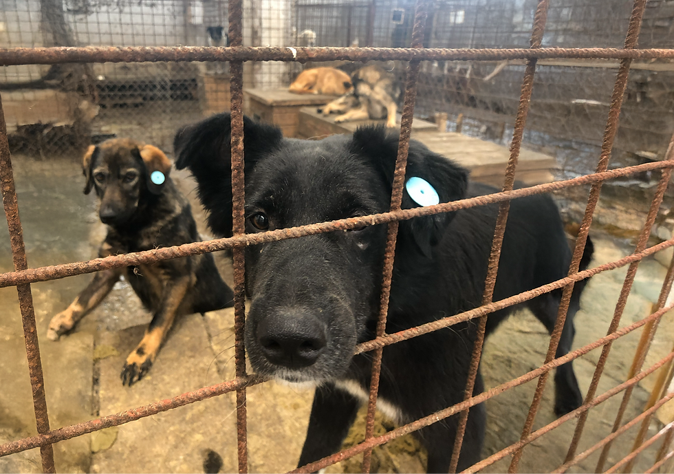 specialdogs-homepage (136)_edited.png