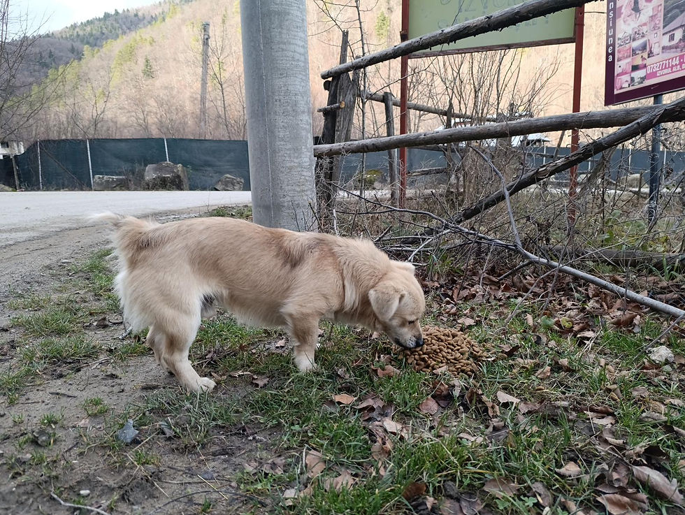 Mega - Futtersack - Aktion