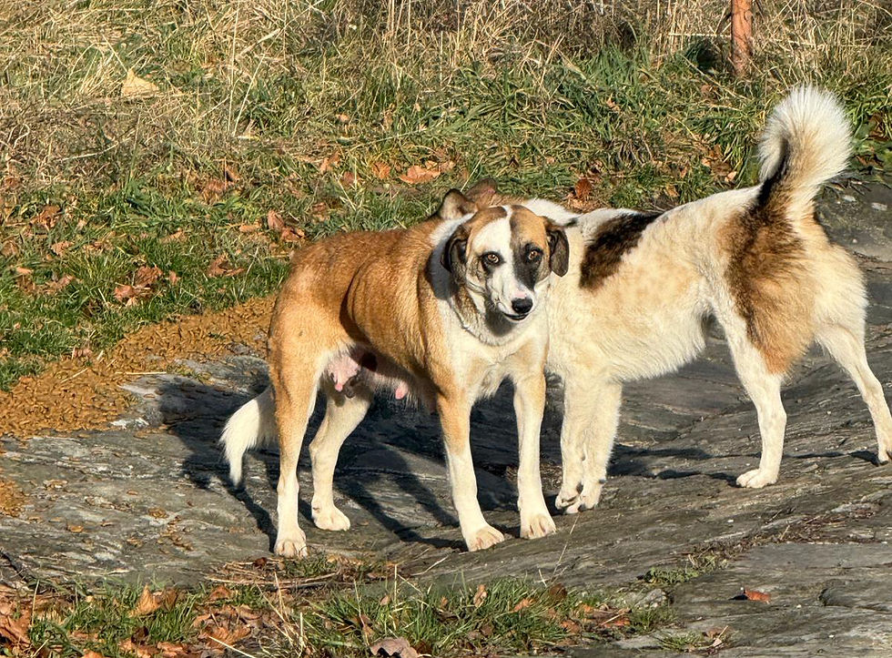 specialdogs-homepage (143).jpg