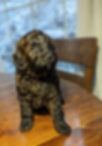 SOLD Orange Collar BRINDLE Male mini