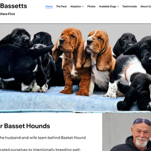 Basket Hound Bassets