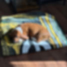 Young Bassett hound puppy lying on a rug