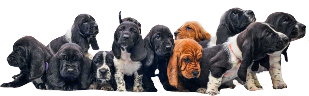 Basket Hound Bassetts_edited.png