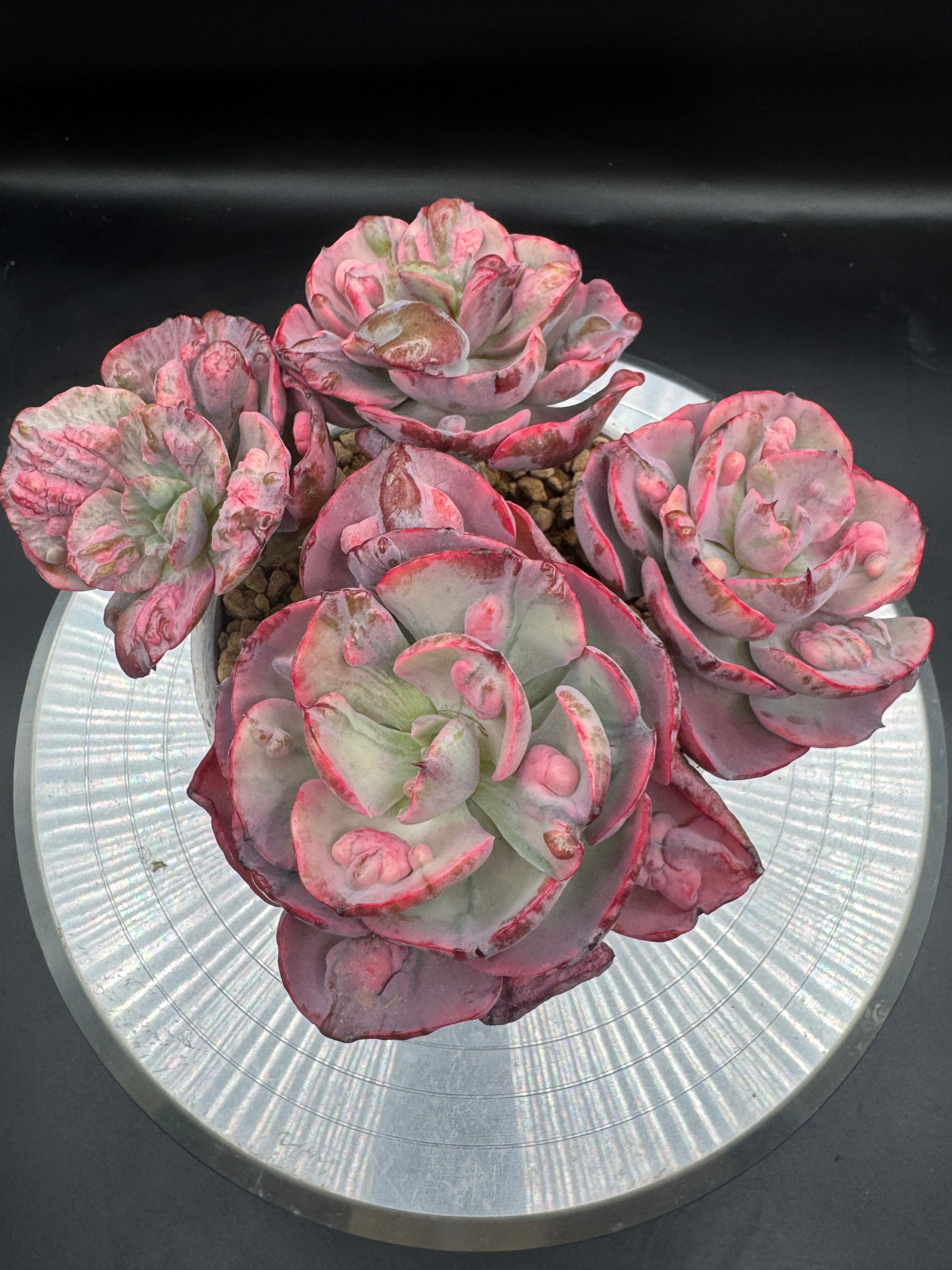 Echeveria Beyoncé variegated cluster - Old Stem 