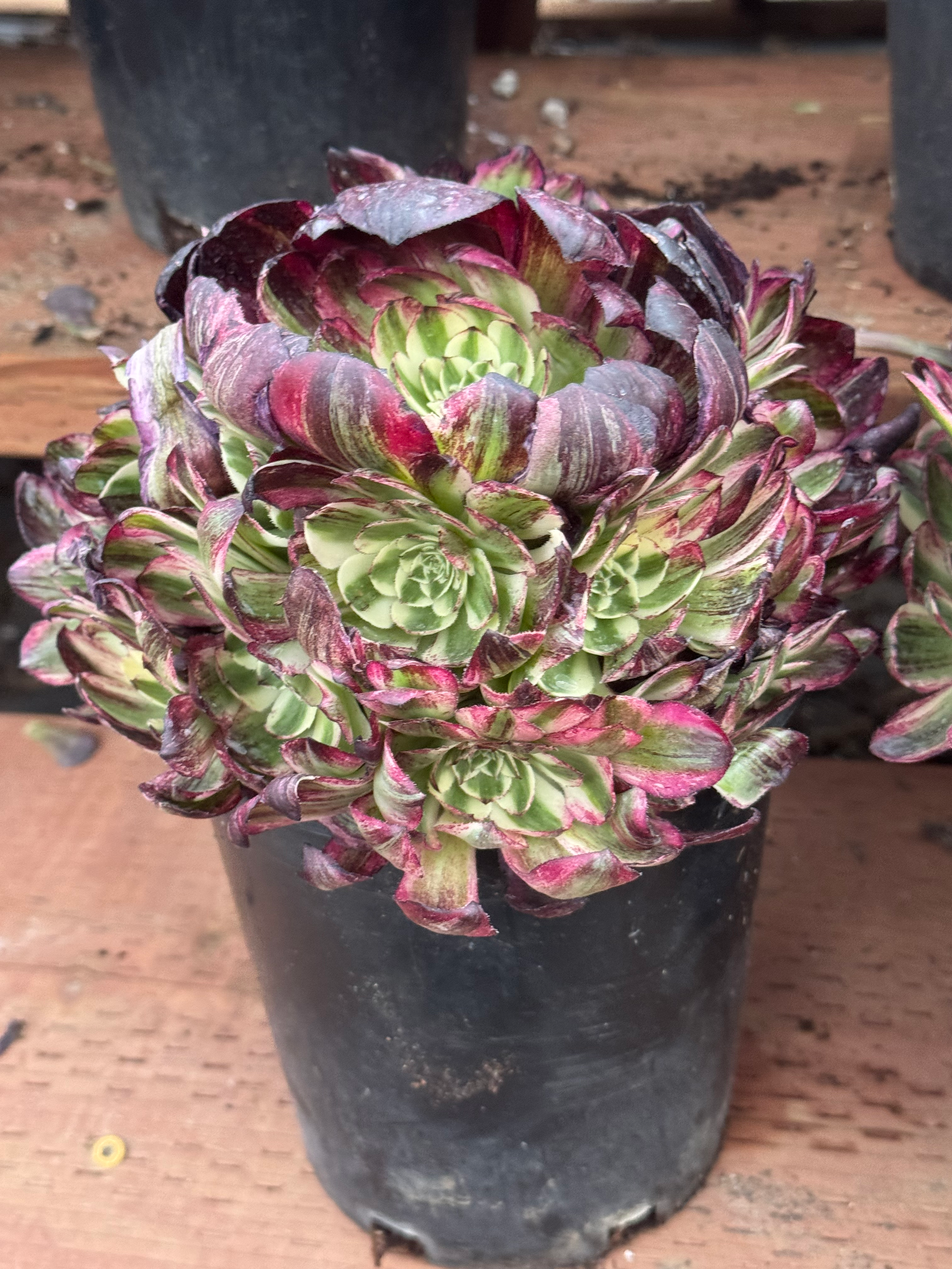 New Variety! Aeonium Piaget Tianjiao cluster 
