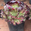 Thumbnail: New Variety! Aeonium Piaget Tianjiao cluster 