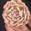 Thumbnail: Echeveria Liberia variegated crest 