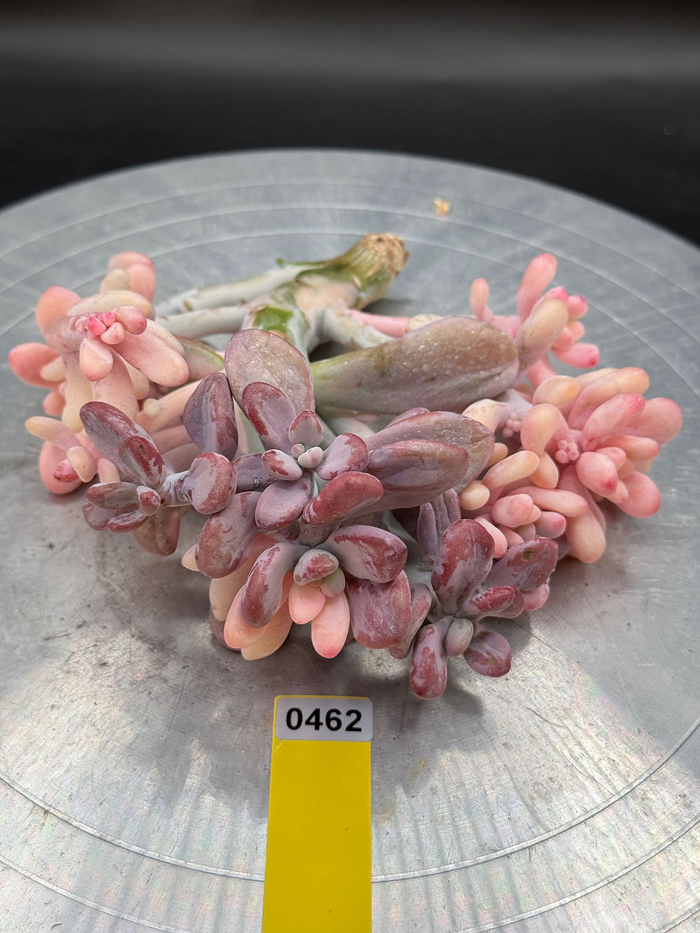 Thumbnail: Pink Moonstone Var 0462 