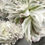 Thumbnail: Echeveria Floatinf Butterfly variegated cluster 