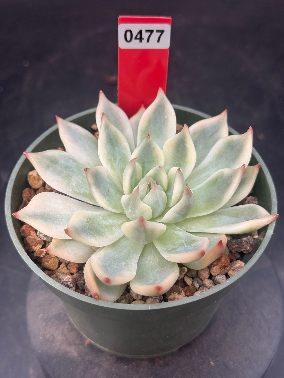 Thumbnail: Echeveria Chihuahuaensis Variegated 0477 in 4” pot 