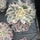 Thumbnail: Echeveria Floatinf Butterfly variegated cluster 
