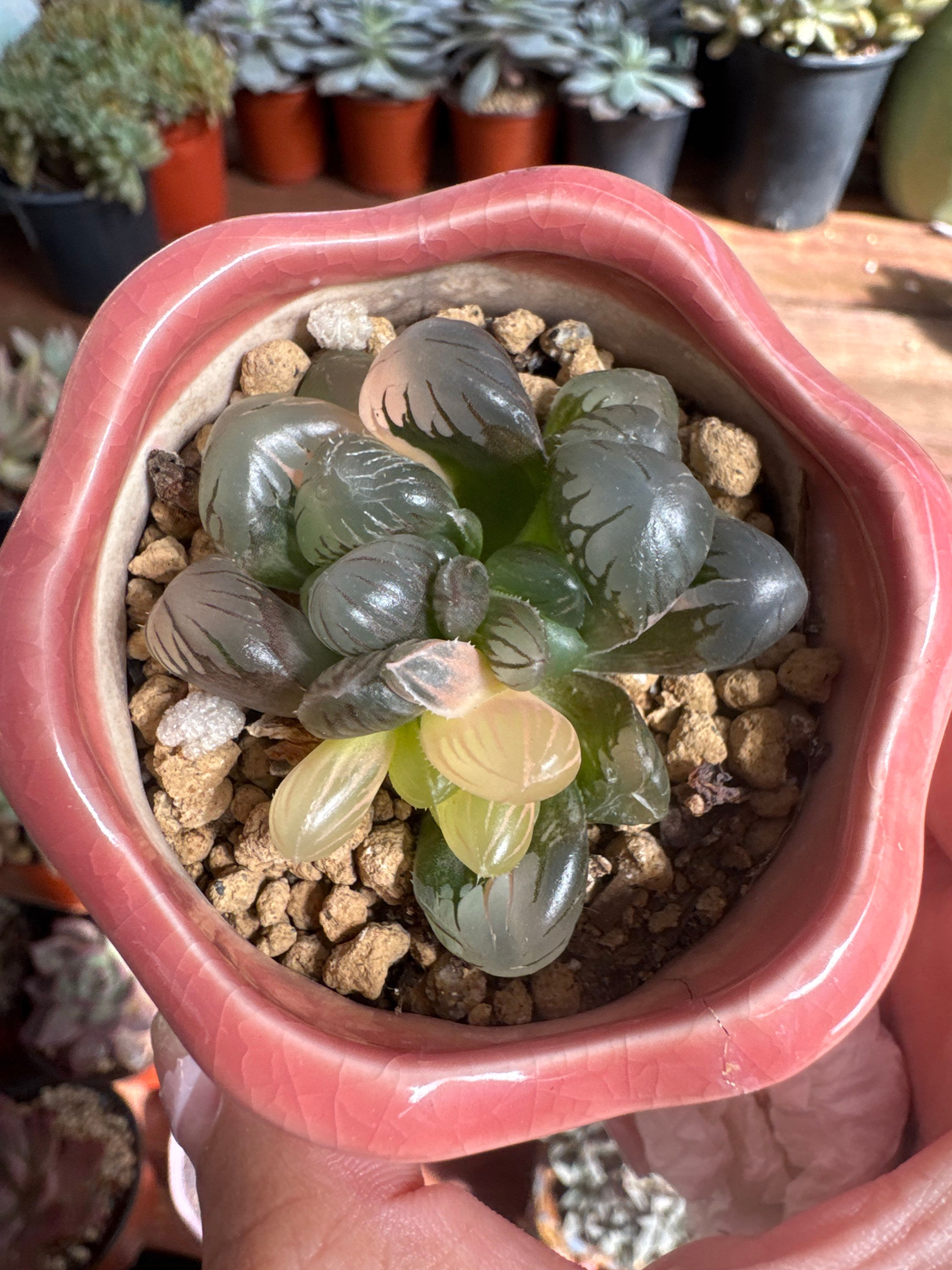 Haworthia Cooperi with pot 