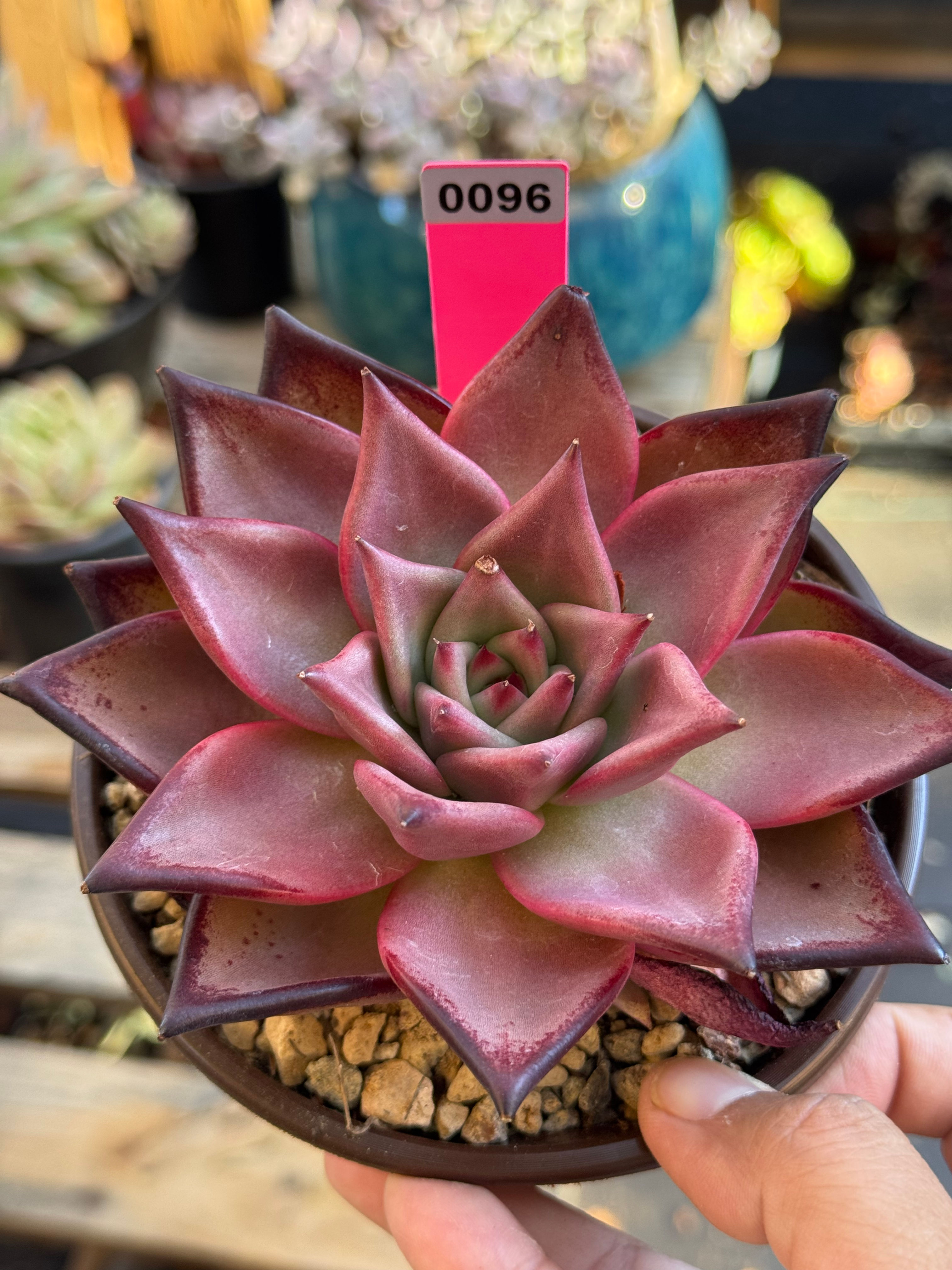 Echeveria Blood Romeo in 5” pot  - Random pick 