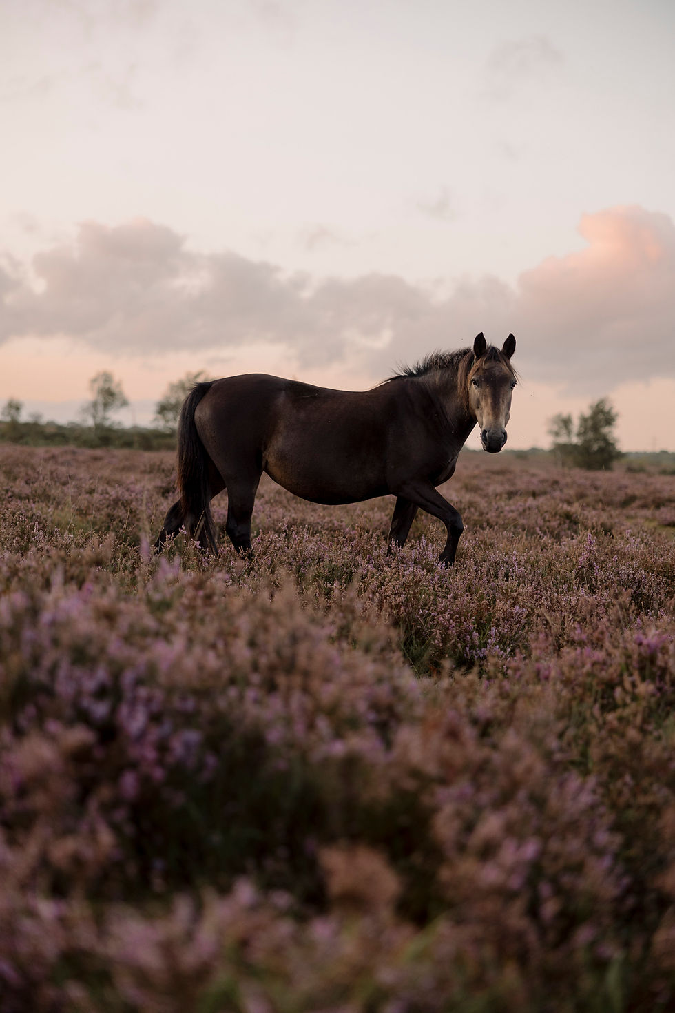 WoodfordMiscEdit-77 (1).jpg