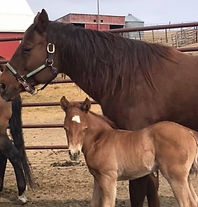 Shiners VooDo Dr and sh janiesgottagun foal