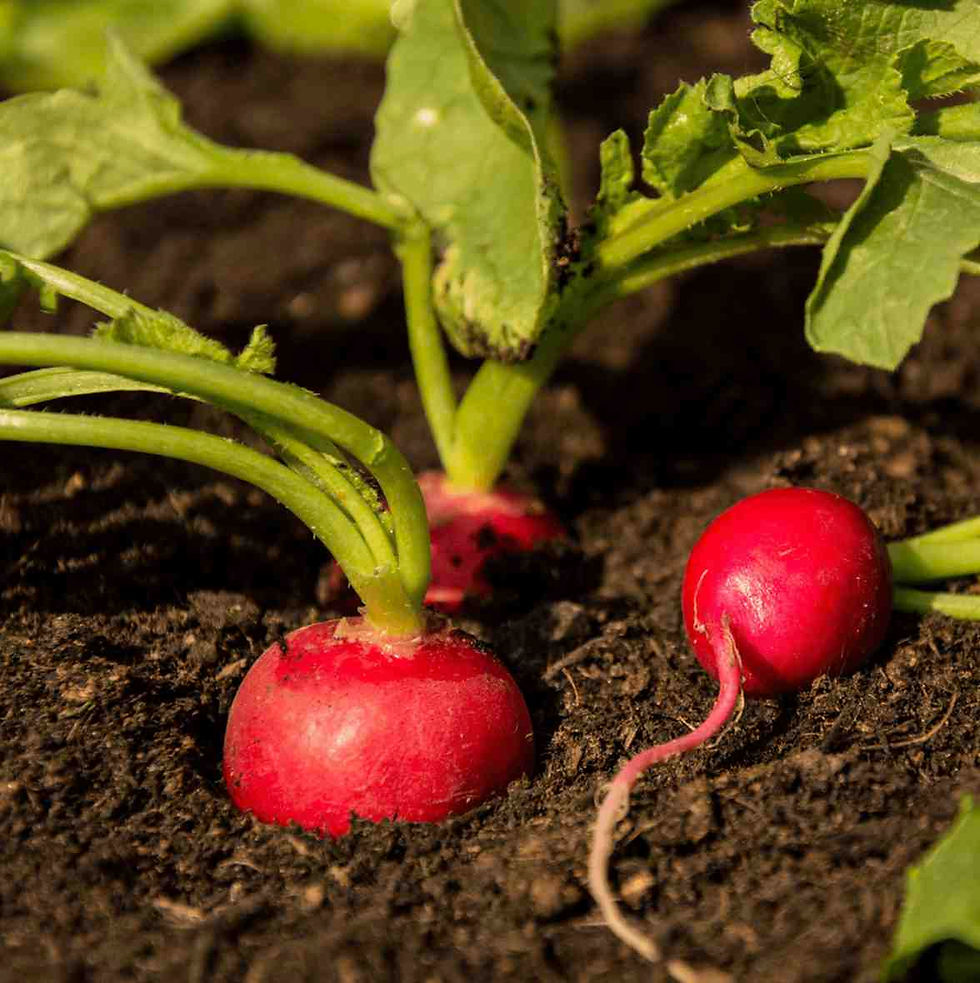 Semillas de rábano champion