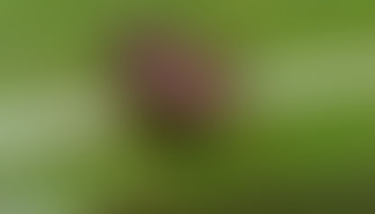 Cómo identificar y controlar la chinche del maíz (Dichelops furcatus)