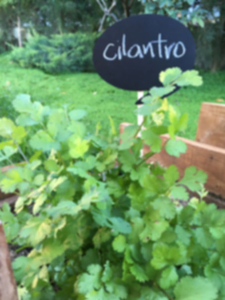 Semillas de cilantro Nacional sin tratamiento