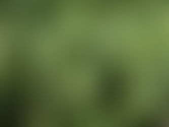 Siembra y cultivo de chícharo o guisante