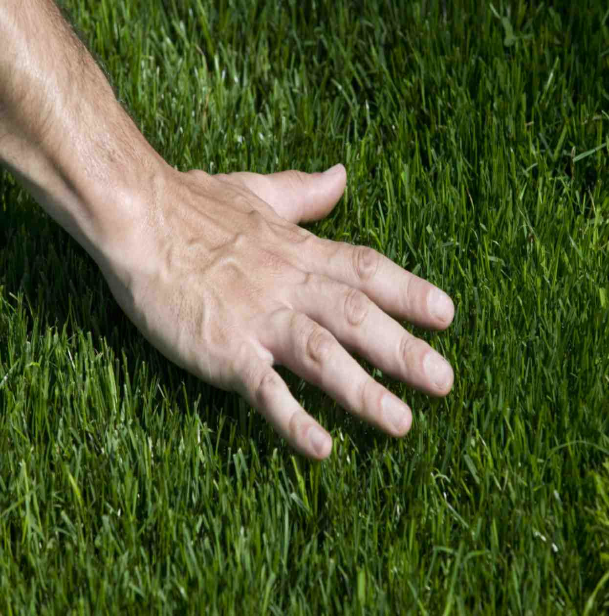 Semillas de pasto Turf Tall Fescue Titan